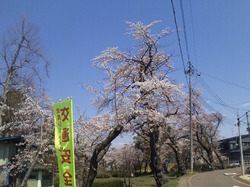 桜2010 その2