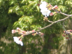 桜2010 その１