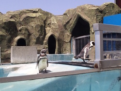 水族館ペンギン
