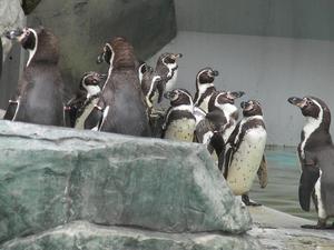 マリンピア日本海　ペンギン