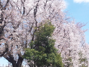 桜-20120407