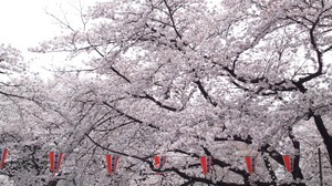 上野公園　桜