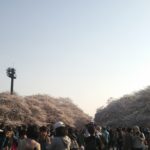 上野桜2014-1