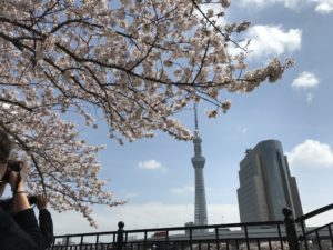 桜とスカイツリー（隅田公園）